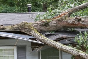 Large white oak tree punctures roof on house