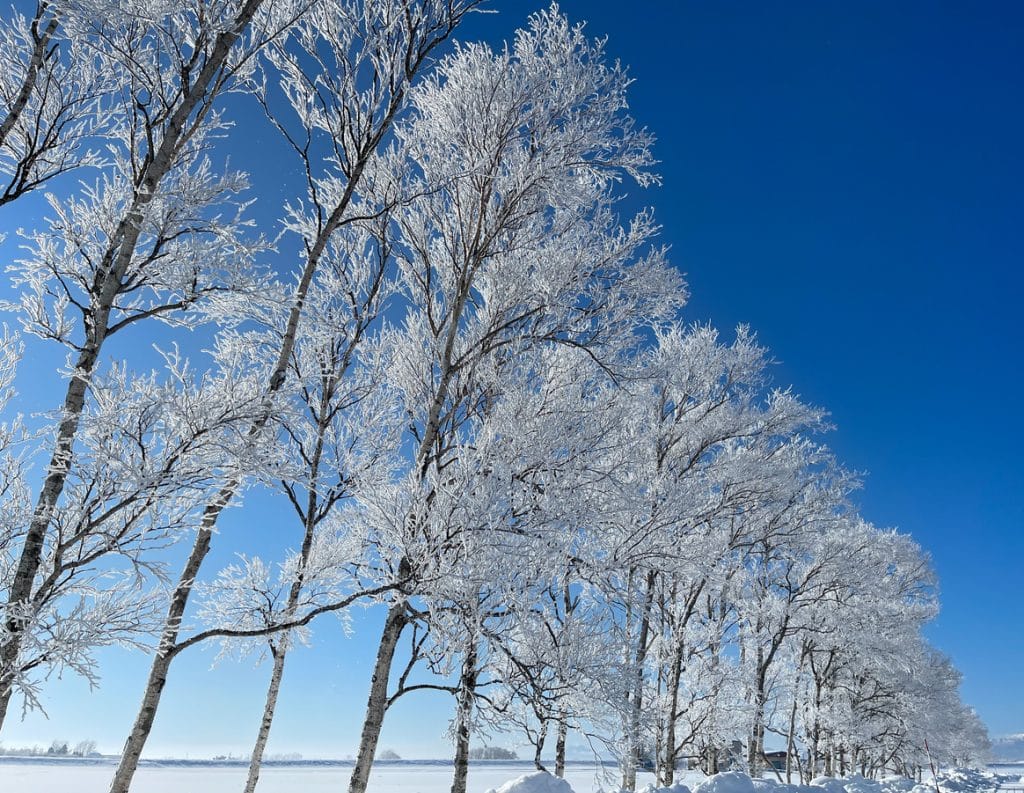 Blue sky and ice trees