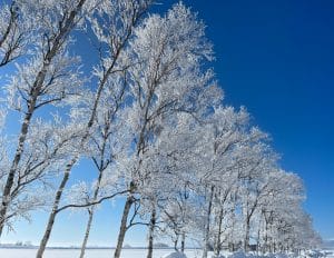 Blue sky and ice trees