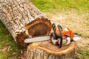 chainsaw on felled tree