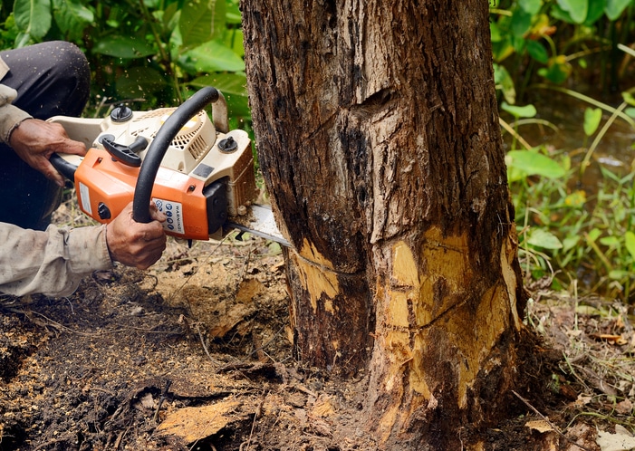 chainsaw cutting the tree